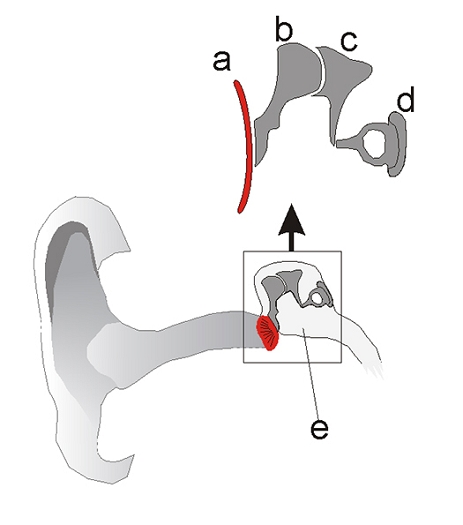 a Trommelfell (Membrana tympani) (rot) b Hammer (Malleus) c Amboss (Incus) d Steigbügel (Stapes) e Mittelohr (Auris media)